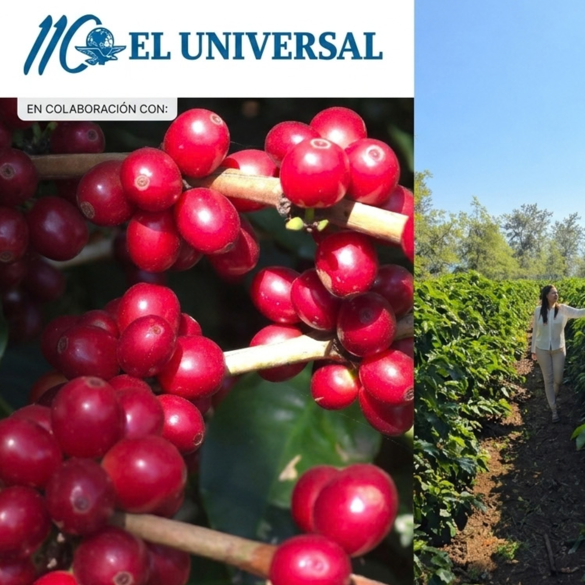 TRESSO® en El Universal: cómo reconocer y preparar una taza de café de calidad